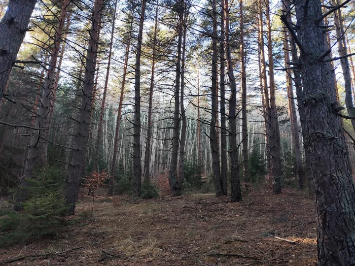 Passeggiata nel bosco