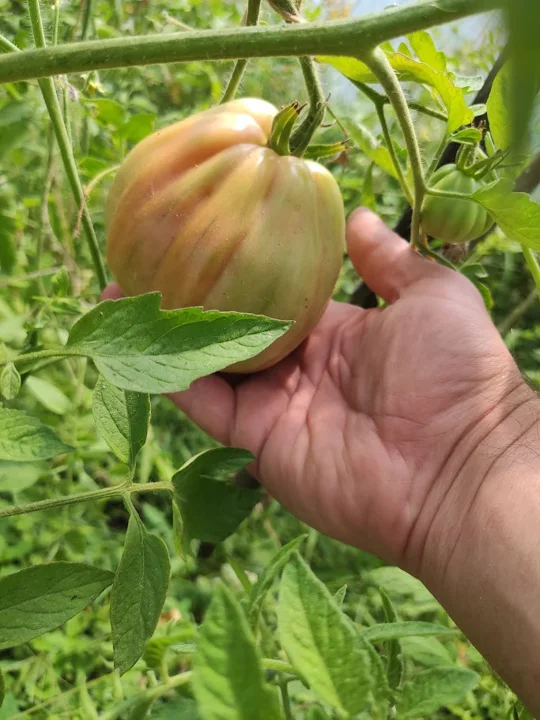 Il nostro giardino — foto 17 dall’album personale di PAGANE