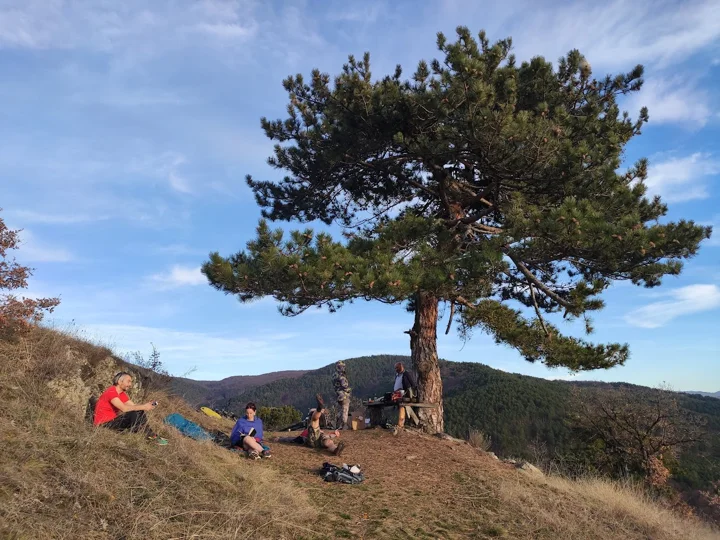 Paesaggio montano e un pino